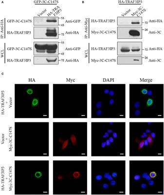 TRAF3IP3 Is Cleaved by EV71 3C Protease and Exhibits Antiviral Activity